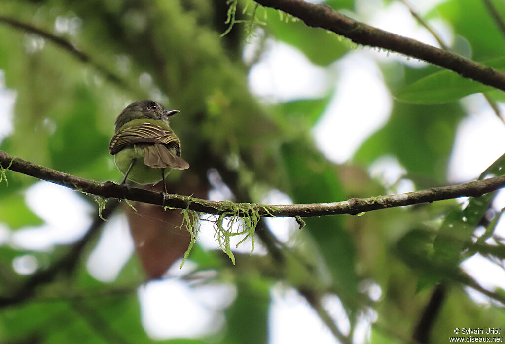 Slaty-capped Flycatcher