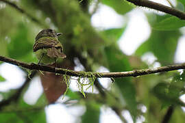 Slaty-capped Flycatcher