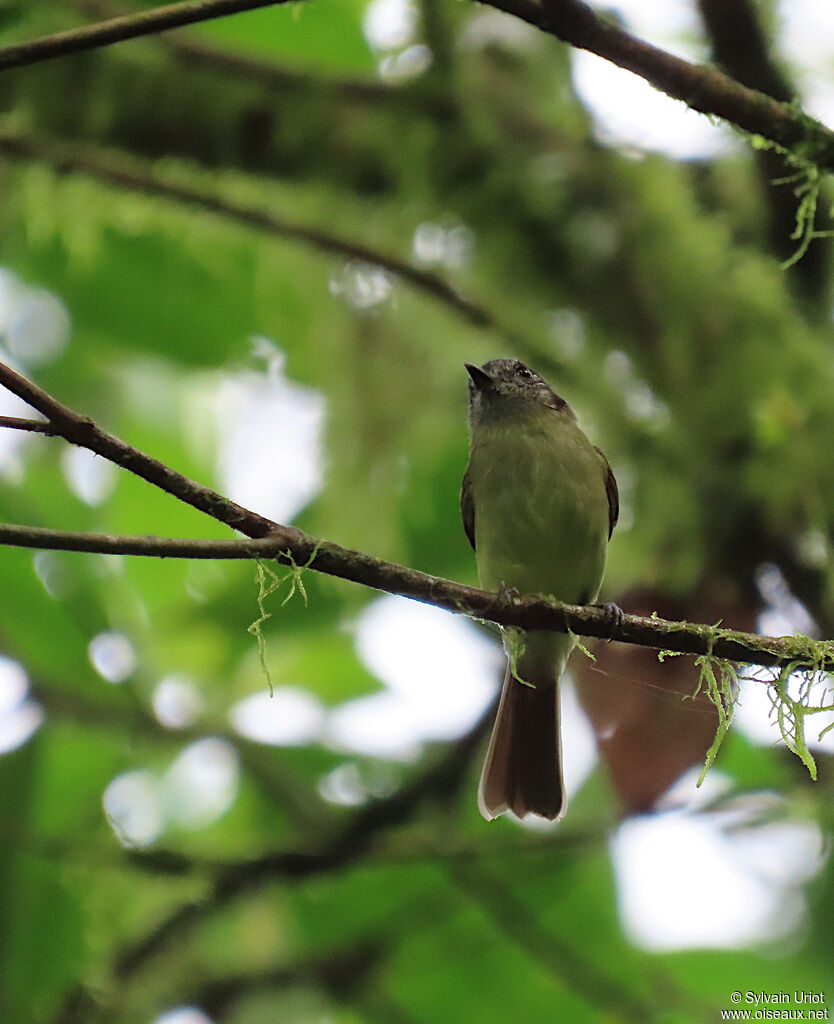 Slaty-capped Flycatcher