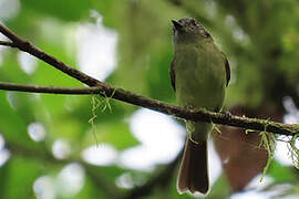 Slaty-capped Flycatcher