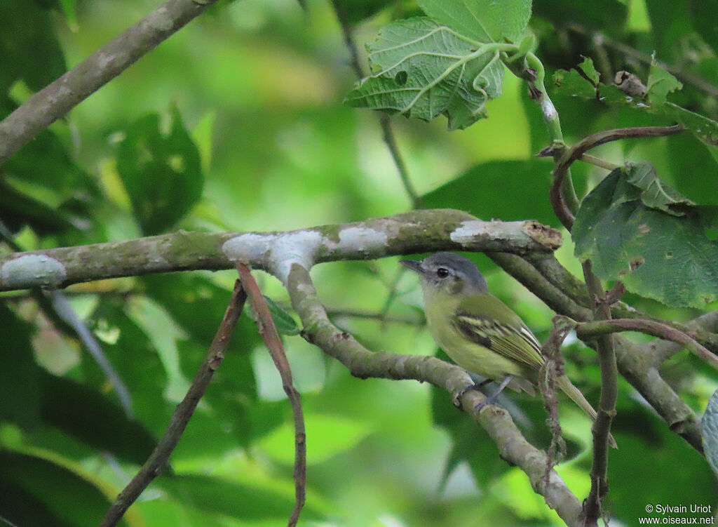 Slaty-capped Flycatcheradult