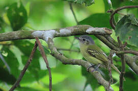 Slaty-capped Flycatcher