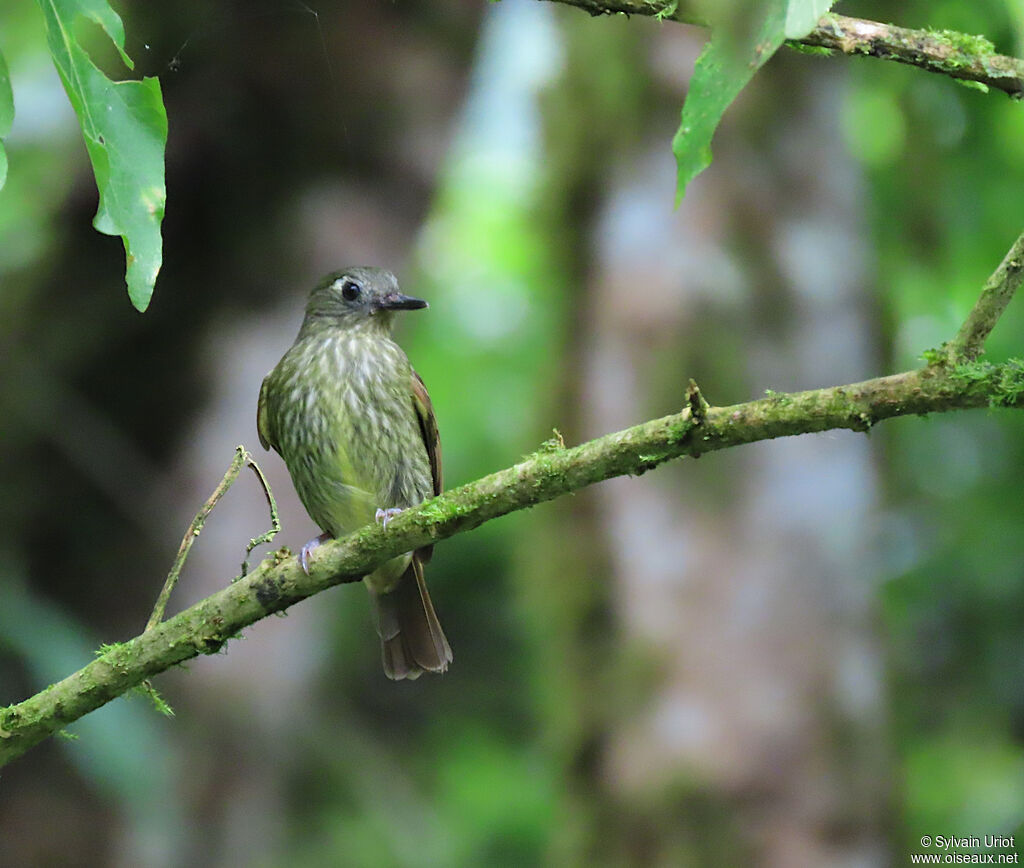 Olive-striped Flycatcher