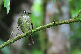 Olive-striped Flycatcher