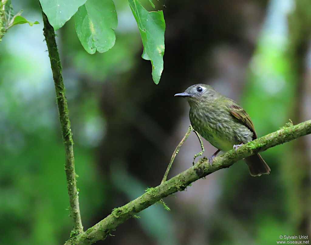 Olive-striped Flycatcher