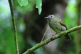 Olive-striped Flycatcher