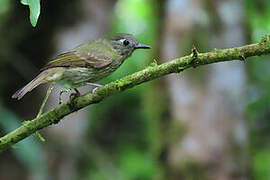 Olive-striped Flycatcher