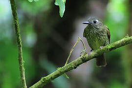 Olive-striped Flycatcher