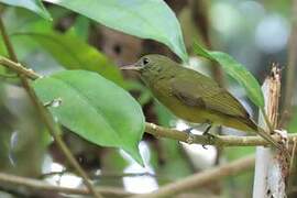 McConnell's Flycatcher