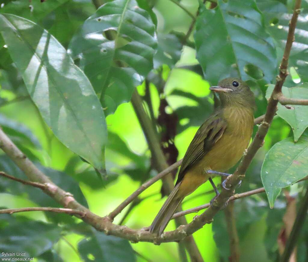 McConnell's Flycatcheradult, identification