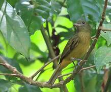 McConnell's Flycatcher