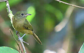 McConnell's Flycatcher