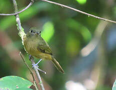 McConnell's Flycatcher