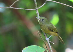 McConnell's Flycatcher