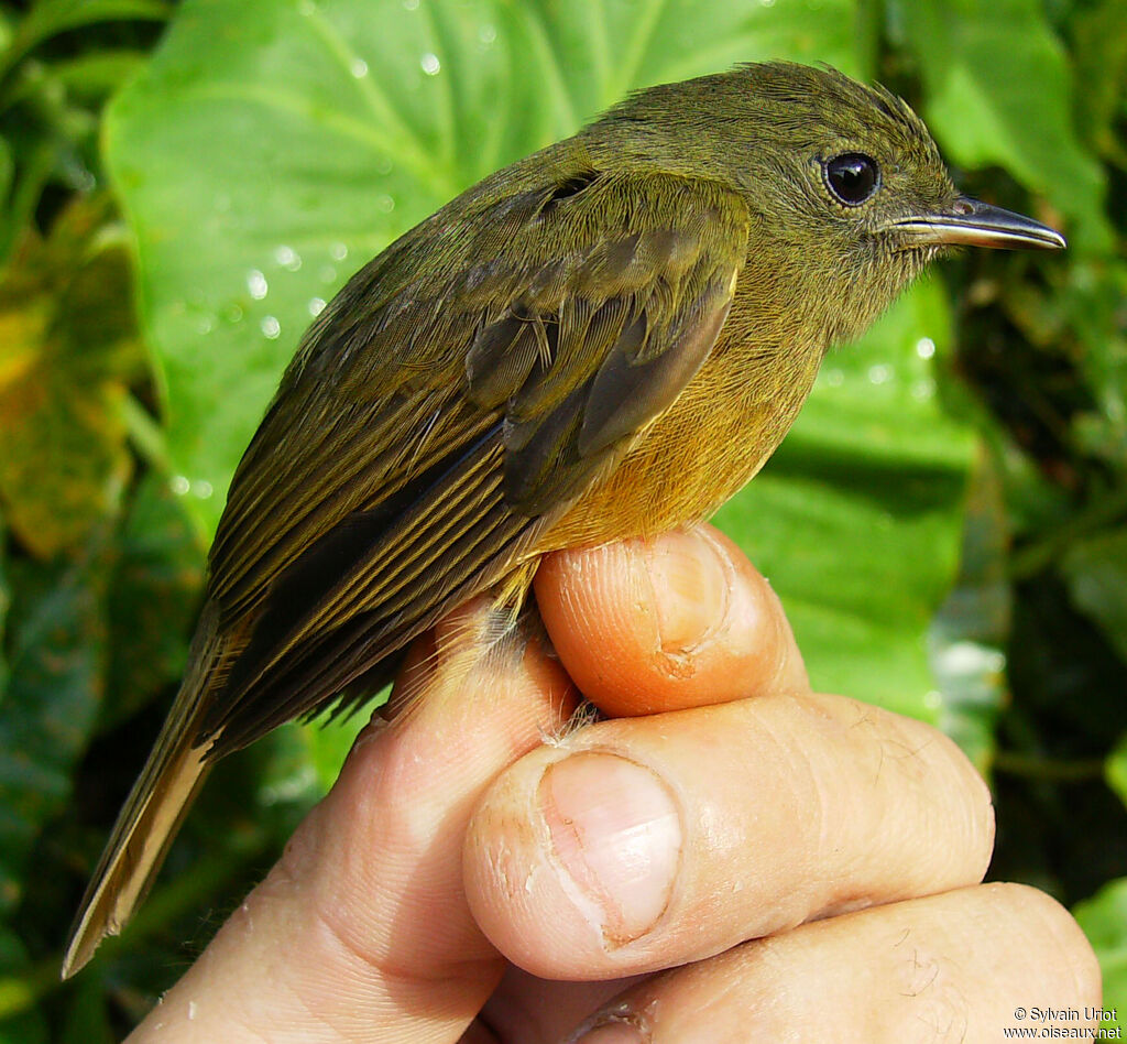 McConnell's Flycatcher