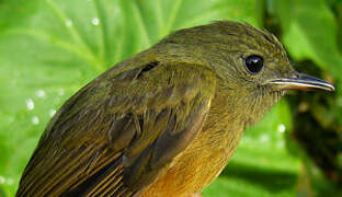 McConnell's Flycatcher