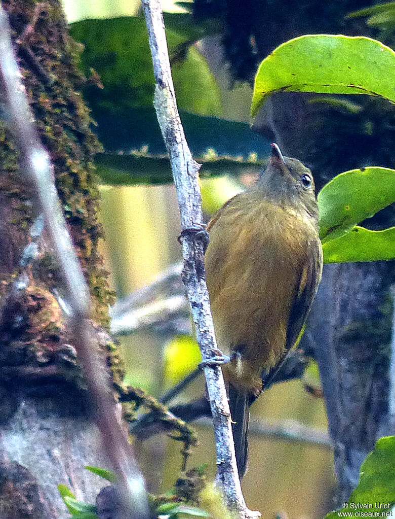 McConnell's Flycatcher