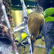 McConnell's Flycatcher