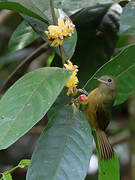 McConnell's Flycatcher