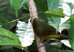 McConnell's Flycatcher