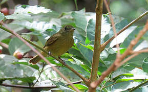 McConnell's Flycatcher