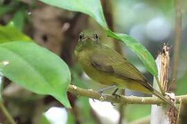 McConnell's Flycatcher