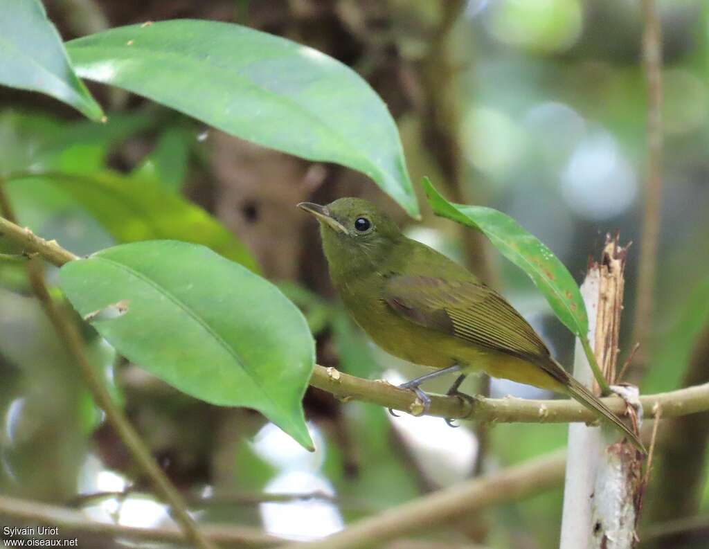 McConnell's Flycatcheradult, identification