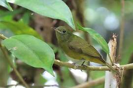 McConnell's Flycatcher