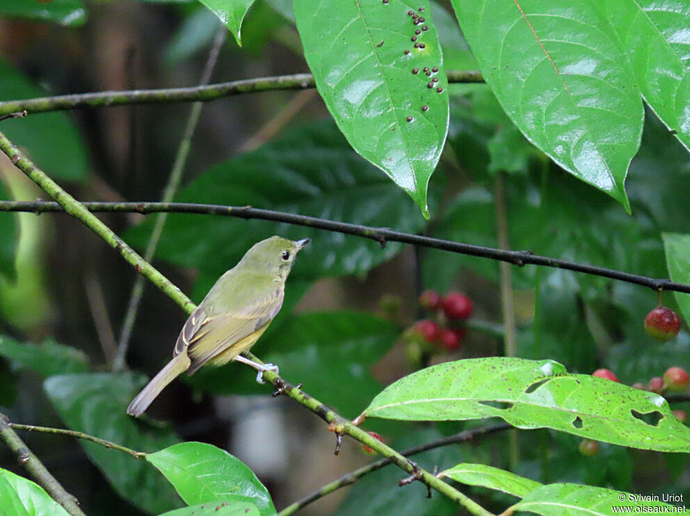 Ochre-bellied Flycatcher