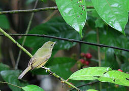 Ochre-bellied Flycatcher