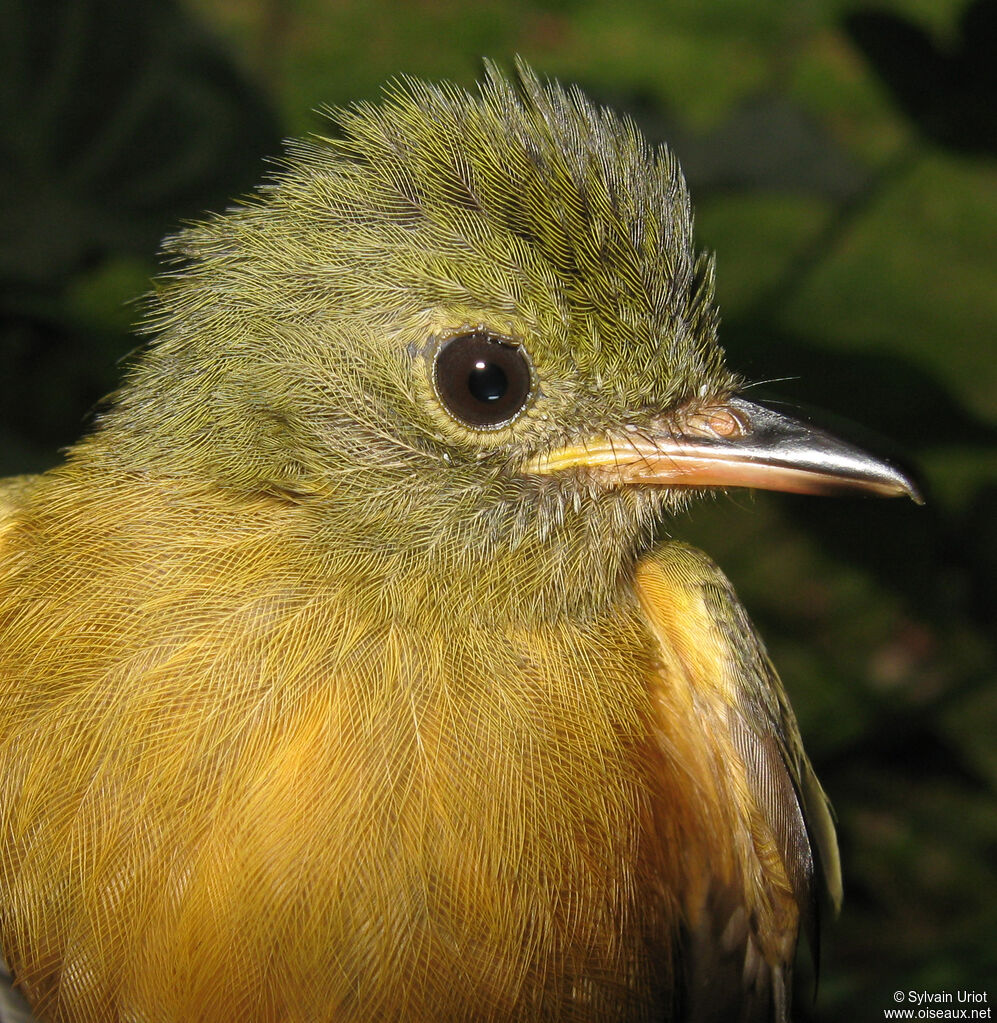 Ochre-bellied Flycatcher