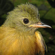 Ochre-bellied Flycatcher