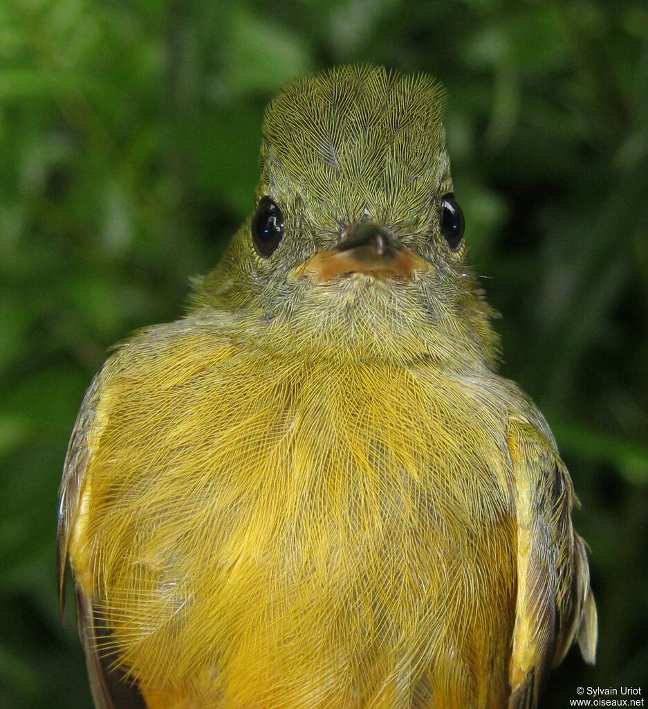 Ochre-bellied Flycatcher