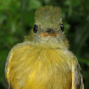 Ochre-bellied Flycatcher