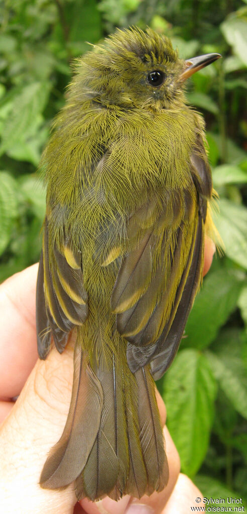 Ochre-bellied Flycatcher