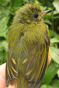 Ochre-bellied Flycatcher