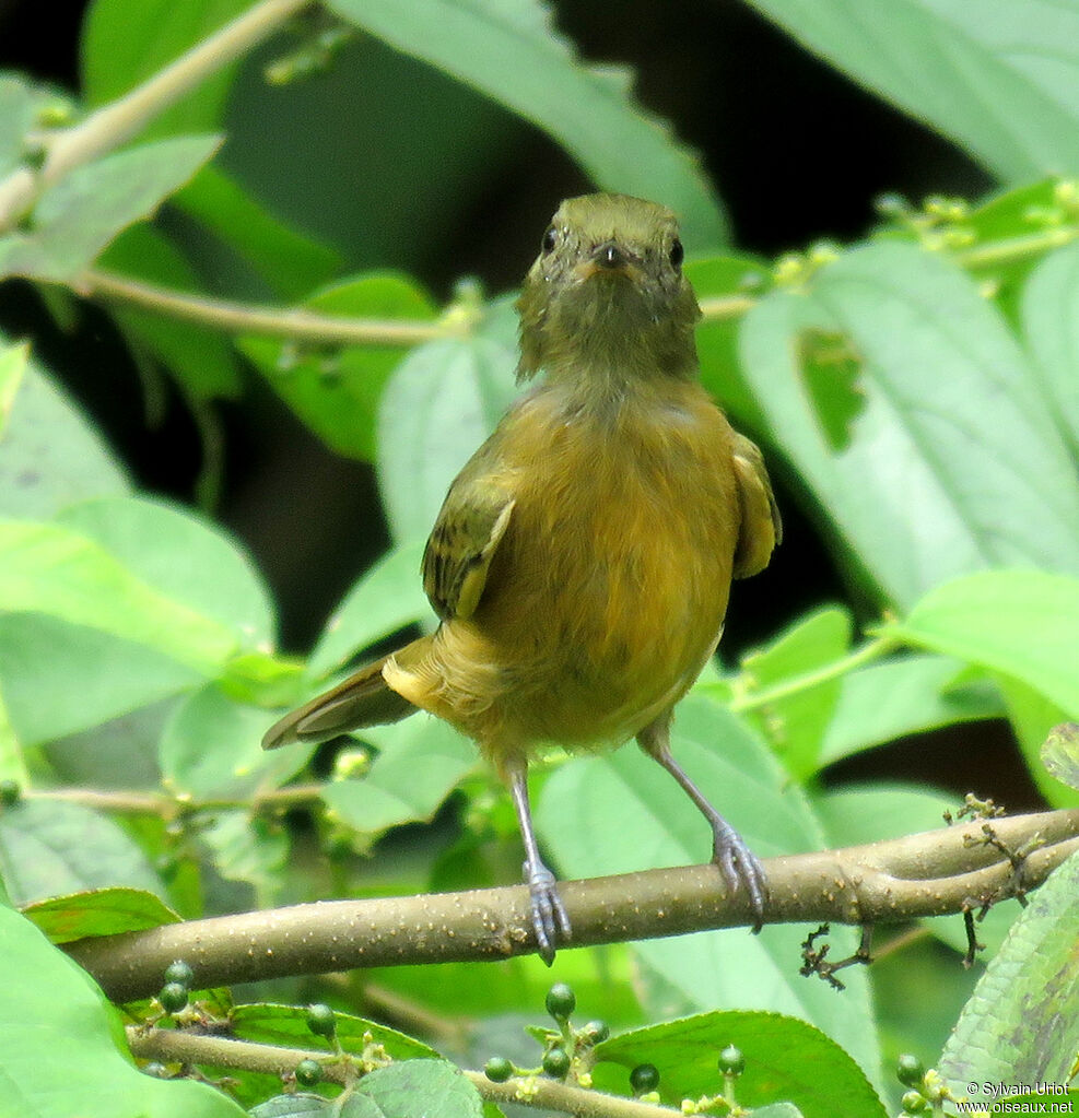 Ochre-bellied Flycatcher