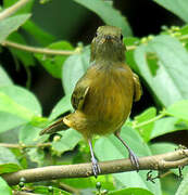 Ochre-bellied Flycatcher