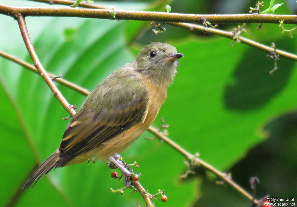 Ochre-bellied Flycatcher