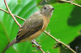 Ochre-bellied Flycatcher