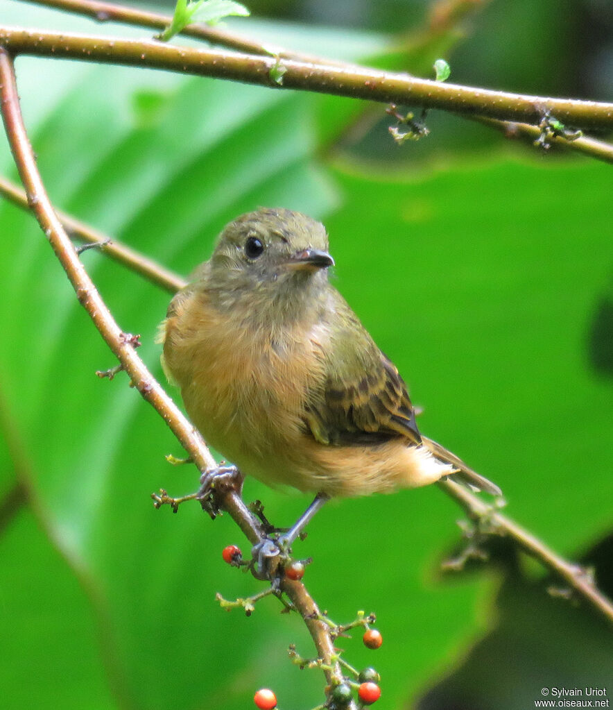 Ochre-bellied Flycatcher