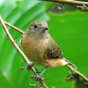 Ochre-bellied Flycatcher