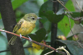 Ochre-bellied Flycatcher