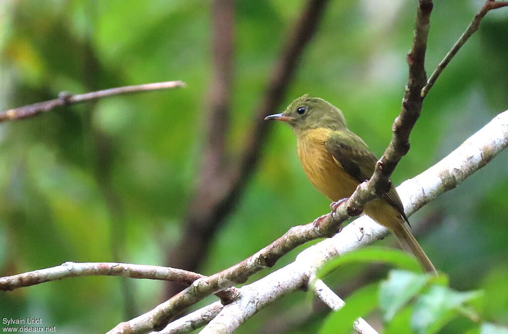 Ochre-bellied Flycatcheradult