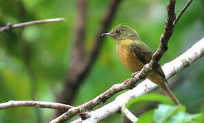 Ochre-bellied Flycatcher