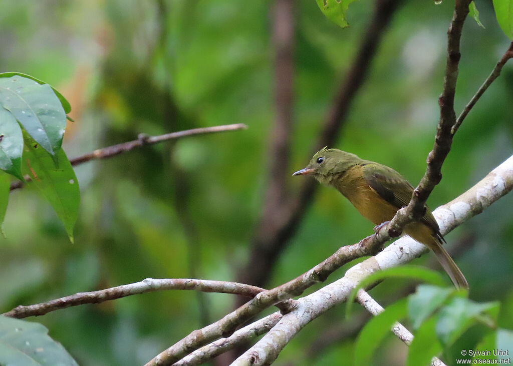 Ochre-bellied Flycatcheradult