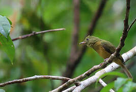 Ochre-bellied Flycatcher