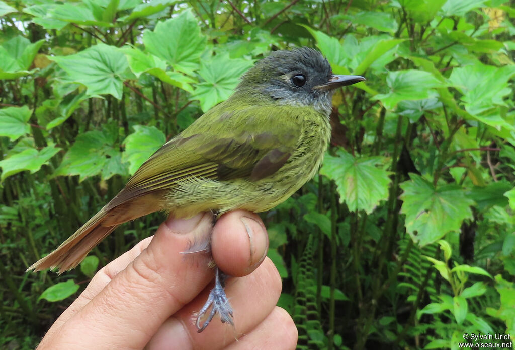 Streak-necked Flycatcheradult