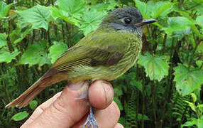 Streak-necked Flycatcher