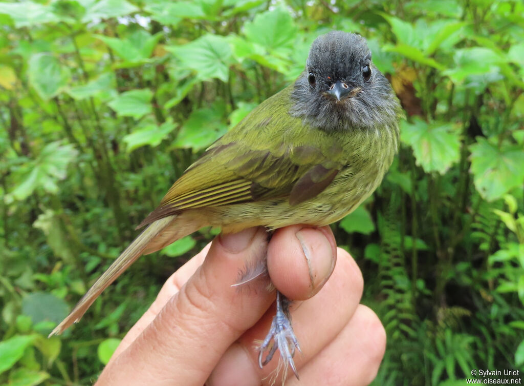 Streak-necked Flycatcheradult